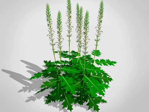 Acanthus Mollis Modèle 3D