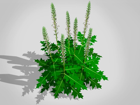 Acanthus Mollis 3D 모델
