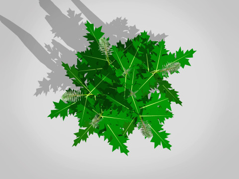 Acanthus Mollis 3D 모델
