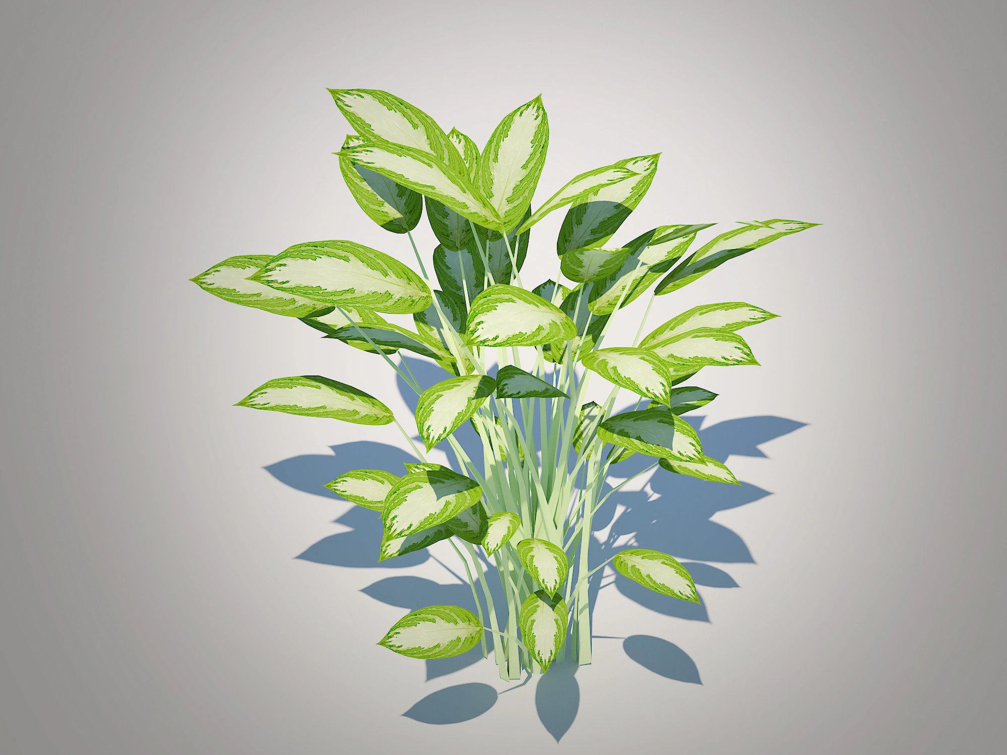 Aglaonema commutatum 3D Model .c4d .max .obj .3ds .fbx .stl .blend 