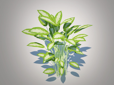 Aglaonema commutatum 3D Model