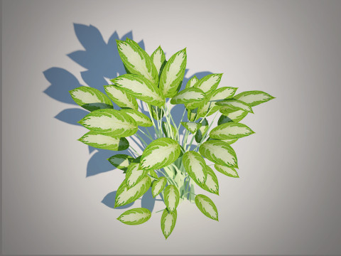 Aglaonema commutatum 3D Model