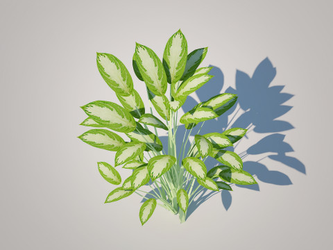 Aglaonema commutatum 3D Model