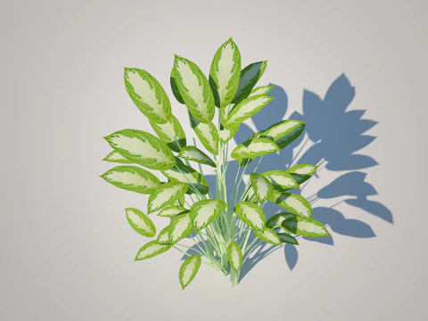 Aglaonema commutatum 3D Model