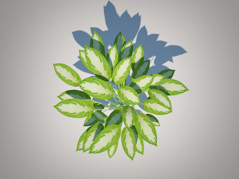 Aglaonema commutatum 3D Model