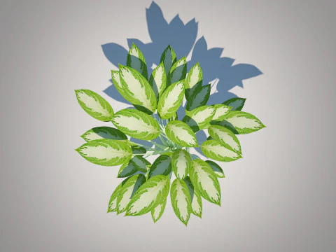 Aglaonema commutatum 3D Model