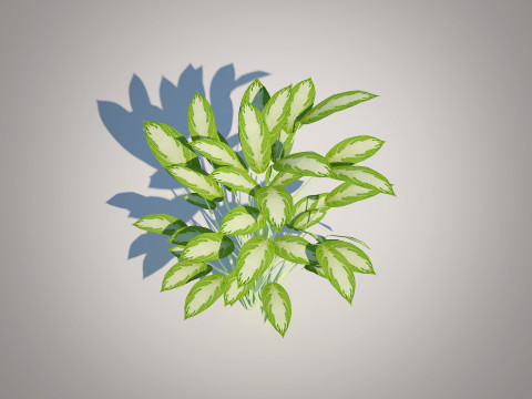 Aglaonema commutatum 3D Model