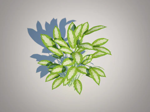 Aglaonema commutatum 3D Model