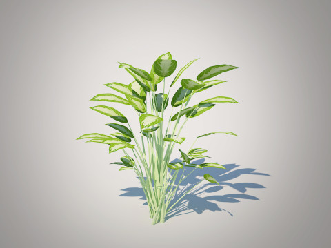 Aglaonema commutatum 3D Model