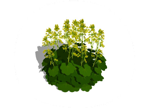 Alchemilla Mollis - Ladies Mantle 3D 모델