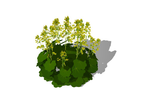 Alchemilla Mollis - Ladies Mantle 3D 模型