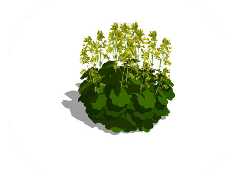 Alchemilla Mollis - Ladies Mantle 3D 模型