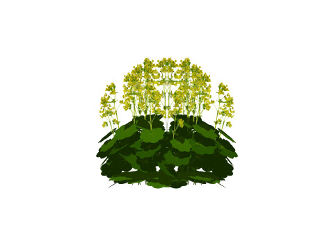 Alchemilla Mollis - Ladies Mantle 3D 模型