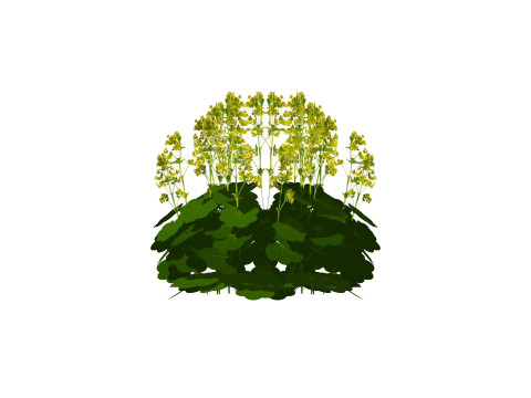 Alchemilla Mollis - Ladies Mantle 3D 模型