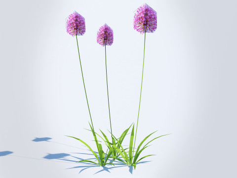 Allium aflatunense - Purple Allium 3D Model