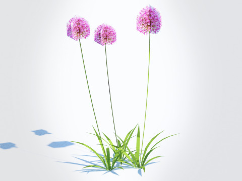 Allium aflatunense - Purple Allium 3D Model