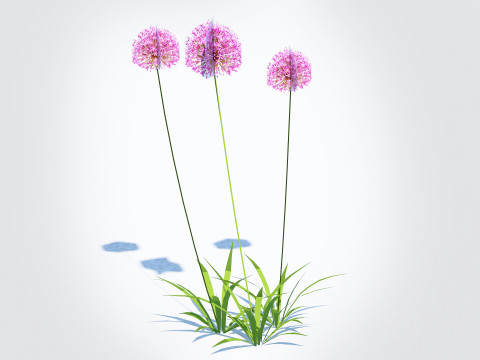 Allium aflatunense - Purple Allium 3D Model