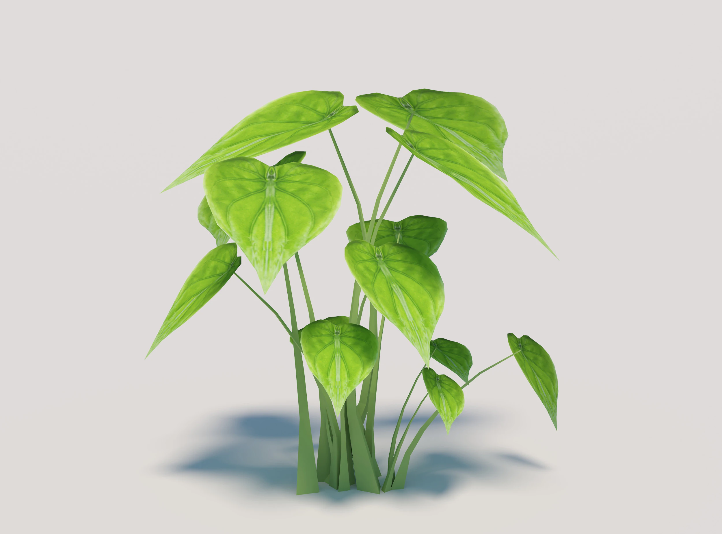 Alocasia Cucullata 3D Model .c4d .max .obj .3ds .fbx .stl .blend