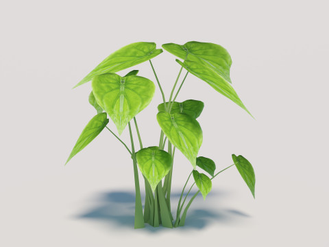 Alocasia Cucullata 3Dモデル
