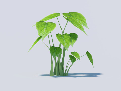 Alocasia Cucullata 3D Model
