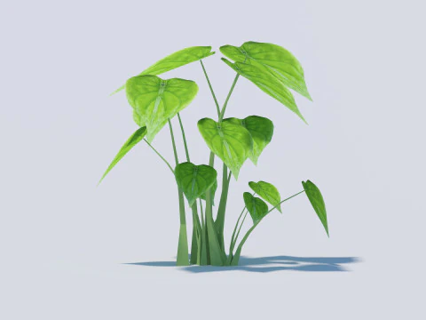 Alocasia Cucullata 3D Model