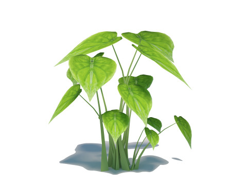 Alocasia Cucullata 3D Model