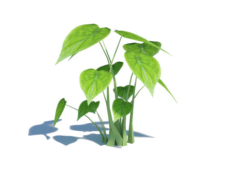 Alocasia Cucullata 3D Model