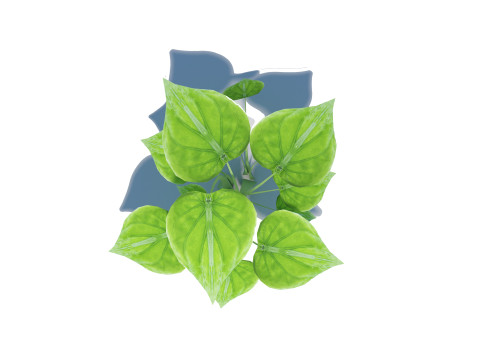 Alocasia Cucullata 3D Model