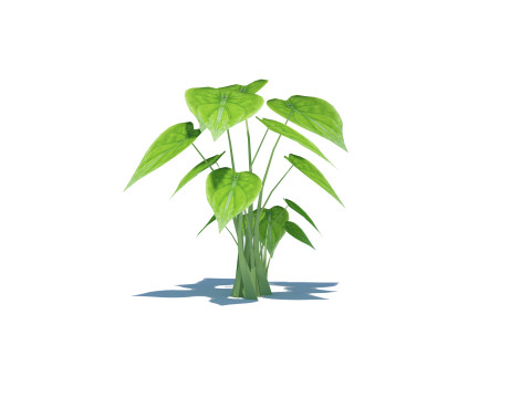 Alocasia Cucullata 3D Model