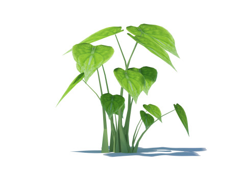 Alocasia Cucullata 3D Model
