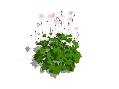 Anemone hybrida 3D Model