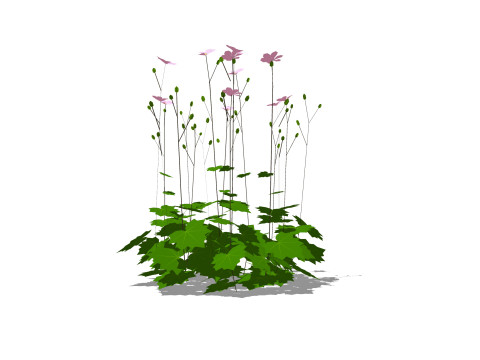 Anemone hybrida 3D मॉडल