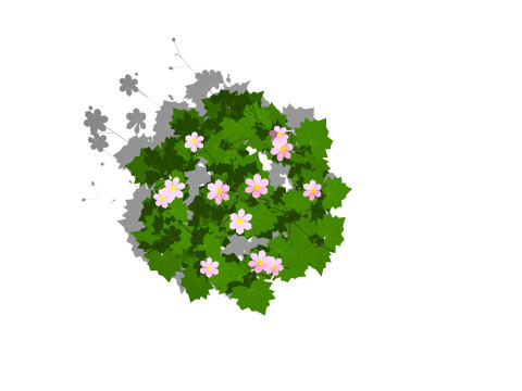 Anemone hybrida 3D मॉडल