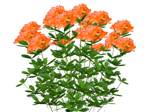 Azalea Orange Modello 3D