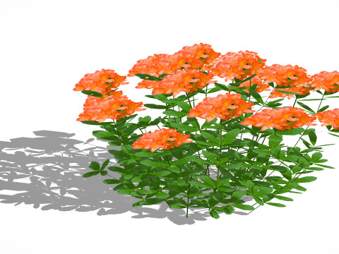 Azalea Orange Modello 3D