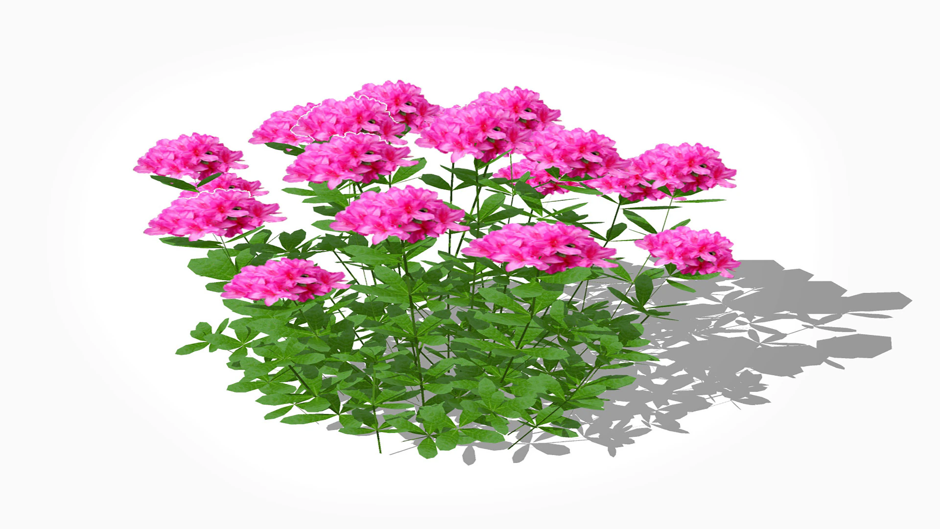 Azalea Pink 3D Model .c4d .max .obj .3ds .fbx .stl .blend 