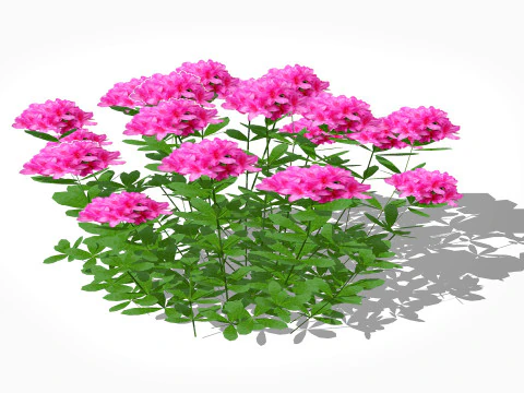 Azal&eacute;e Rose Modèle 3D