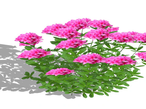 Azalea Pink 3D Model