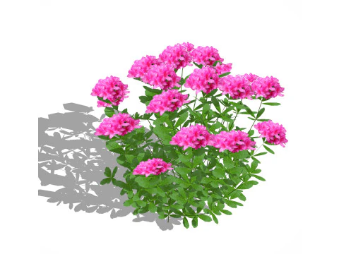 Azalea Pink 3D Model