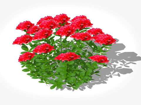 Azalea Red 3D Model