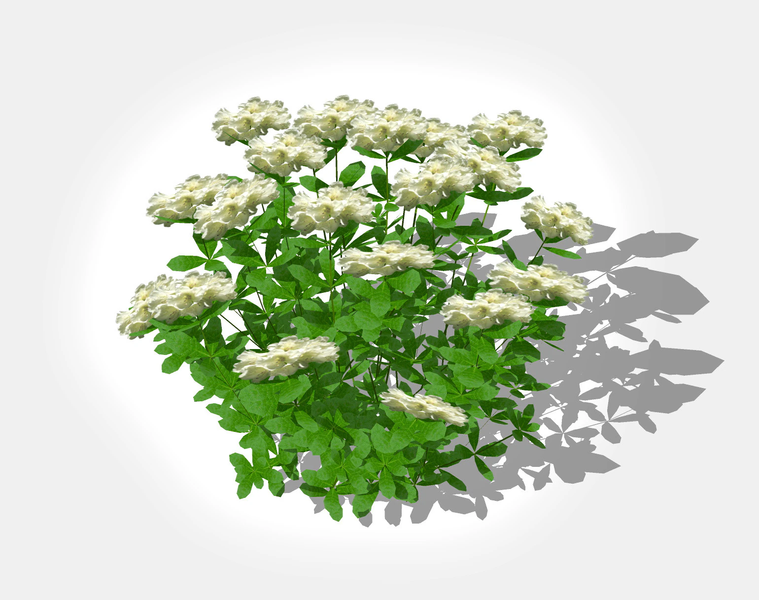 Azalea White 3D Model .c4d .max .obj .3ds .fbx .stl .blend