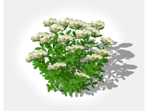 Azal&eacute;e Blanche Modèle 3D