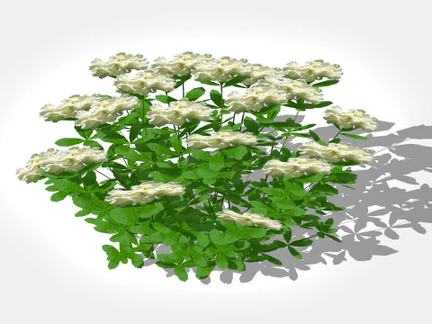 Azalea White 3D Model