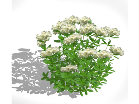 Azalea White 3D Model