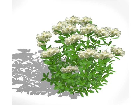Azalea White 3D Model