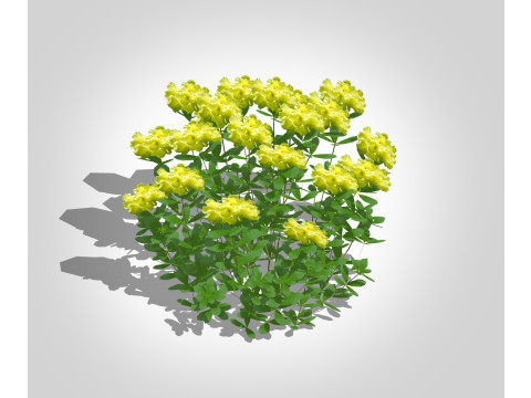 Azalea Yellow 3D Model