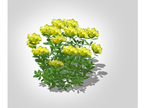 Azalea Yellow 3D Model