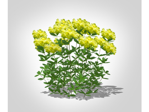 Azalea Yellow 3D Model