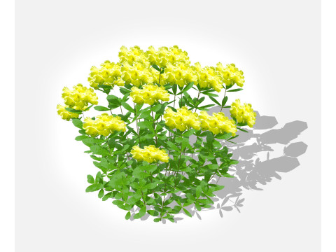 Azalea Yellow 3D Model