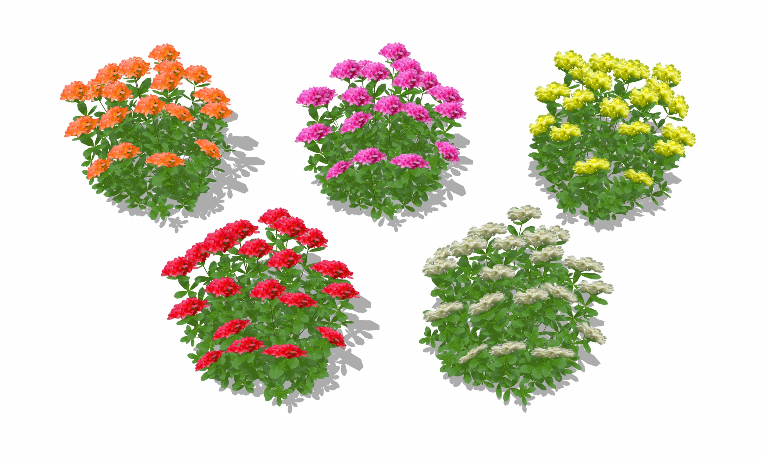 Azalea Orange Pink Red White Yellow 3D Model .c4d .max .obj .3ds .fbx .stl .blend 
